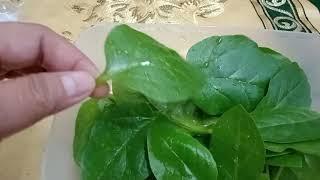 FRESH ALUGBATI FROM MY SMALL PUT PLANT || BY Lilbeth CabsAlvarez Vlogz