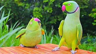 Parrot Mating Call Sounds | Parrot Talking