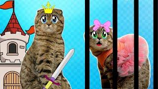 Cat Tales -Rory the Hero saves Princess - Obstacles course  for my kitten