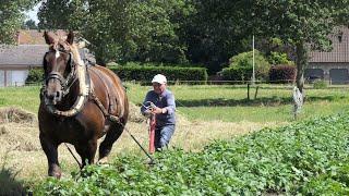 Earthing up potatoes with draft horse and grandfather's plough