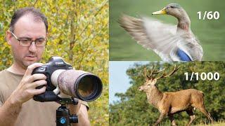 How to Use Shutter Priority Mode for Wildlife Photography - Advantages & Disadvantages