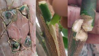 आम की ग्राफ्टिंग करने का आसान और सही तरीका | mango grafting on guava #grafting #gardening #viral