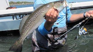 Sea Trout Fishing - Monster Speckled Trout on DOA Lures Shrimp