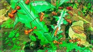 Can The Leaf Cutter Ant Queen Defeat EVERYTHING in Empires Of The Undergrowth