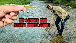 Spot Dangkal Seperti Ini Ternyata Surganya Ikan Hampala‼️