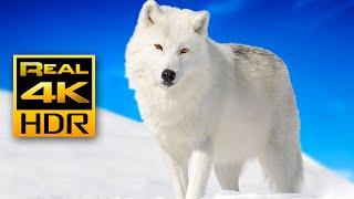 Majestic Winter Wildlife in 4K HDR ️Arctic Wolves, Foxes and More | Relax Music 4K TV Screensaver