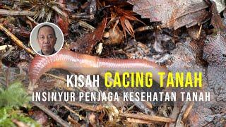 Kisah cacing tanah, si insinyur penjaga kesehatan tanah