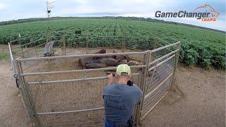 Trapping Wild Hogs on Farmer Fields / Wild Boar / Game Changer Traps / Best Hog Trap