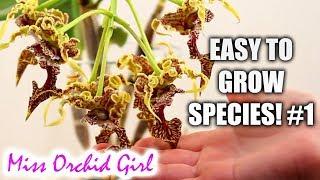 Orchid Species for beginners (easy to care for!) #1 - Aeranthes, Dendrobium & more!