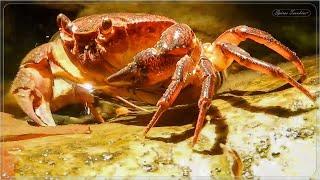 Καβούρια σε Ρυάκια - Crabs in streams