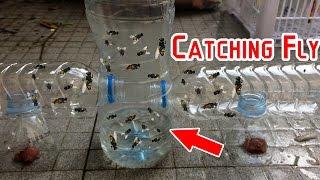 Catch Hundreds of House Flies In Days With A Homemade Trap | Creative Channel