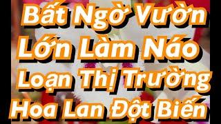 Bất Ngờ Vườn Lớn Làm Náo Loạn Thị Trường Hoa Lan Đột Biến: Zalo 0916025907