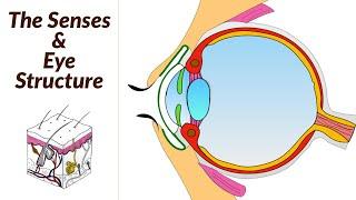 The Senses and the Eye-Leaving Cert Biology