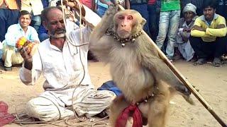 Haryanvi Bandar Bandariya Ka Khel || क्या कमाल का बंदर है | Comedy Video | Video From My Phone