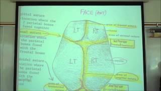 THE SKELETAL SYSTEM; INTRO TO OSTEOLOGY by professor fink