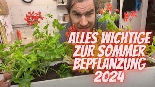 Balkon Kasten für den Sommer mit Geranien bepflanzen - Die wichtigsten Tipps und Tricks vom Profi