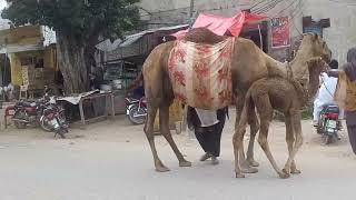 #naseera,#nasira #kharian, #camels