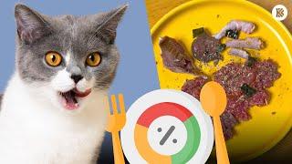 HOW TO BALANCE YOUR CAT'S HOMEMADE DIET! | The BK Pets Homemade Cat Food Diet Guide