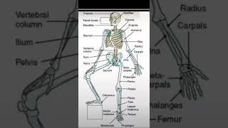 Skeletal system 🩻️ #skeletal #system #shorts #viralshorts