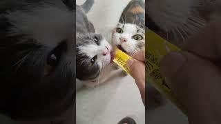 #funnyvideos #prank #cat #dog #chien #animalsoftiktok #ypf #viral #pet