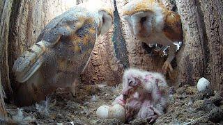 Barn Owls Begin New Family | Gylfie & Dryer | Robert E Fuller