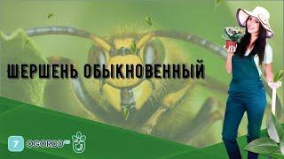 Шершень обыкновенный