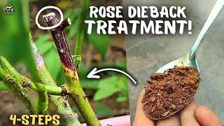 STEP BY STEP: Rose Dieback Treatment With 100% Success?