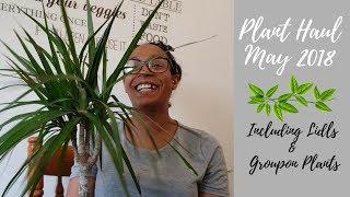 HOUSEPLANT HAUL || LIDLS, GROUPON AND LOCAL FLOWER SHOP plants