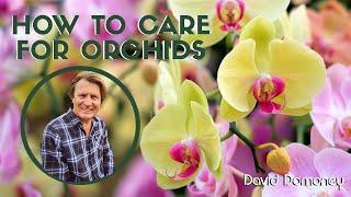 How to care for and breed orchids & keikis with David Domoney