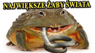 Jak Wyglądają i Co Jedzą Największe ŻABY Świata?