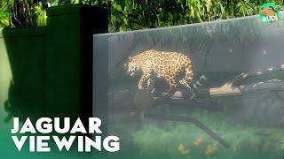 Modern Jaguar House - Planet Zoo Speedbuild  South America Pack DLC