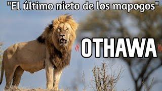 OTHAWA| The LION descendant of the MAPOGO ~ English Subtitles