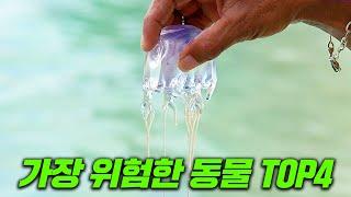 세상에서 가장 위험한 동물 TOP4