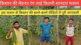 लोबिया की शानदार खेती | lobia ki kheti | compea farming in India