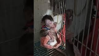 Baby Mona Saat Ngantuk Lucu Banget #monyetlucu #babymonkey #cutemonkey #jokerface