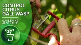 Take a potato peeler to your lemon tree and say goodbye to gall wasps | Citrus | Gardening Australia