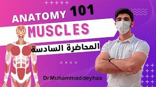 Anatomy (6) | Basis- Muscular system | د محمد ضياء