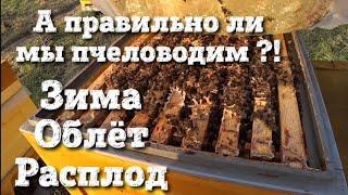 А ПРАВИЛЬНО ЛИ МЫ ПЧЕЛОВОДИМ ???!!! ЗИМА ОБЛЁТ РАСПЛОД !!!!!