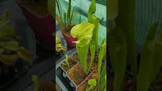 Gobage Sarracenia