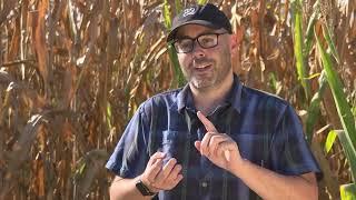 Mapping the Corn Genome