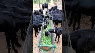 Goat Feeding with Multicut Red Napier Grass
