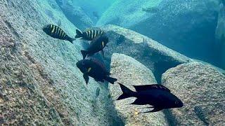 Swimming With Cichlids - Across The Rocks - Mvuna Island.2