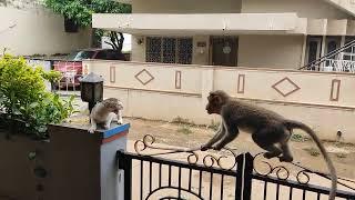 #monkey #catfight #monkeyvscat watch full video monkey and Cat fight. so funny