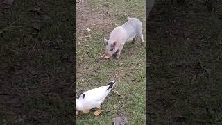 Minnesota pig eats dry macaroni