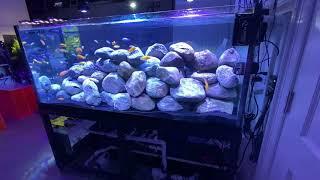 250 Gallon African Cichlid (Mbuna) tank