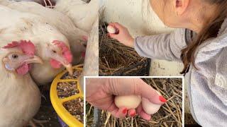 Ломан Сенди Хотела белые яйца будут розовые яйца