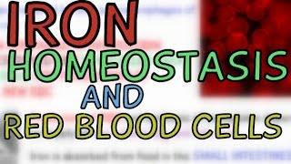 Iron Homeostasis, Hepcidin and Red Blood Cells