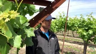 Table Grapes Secrets