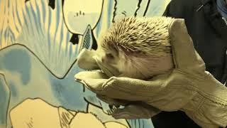 Meet Minx, our African Pygmy Hedgehog!