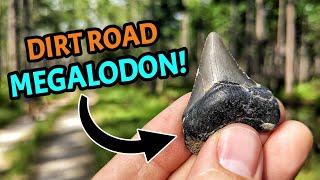 Post-Hurricane Floods Revealed TONS of Shark Teeth & Seashell Fossils on These Florida Dirt Roads!